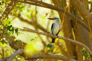 ST_R2764-Woodland-Kingfisher.jpg