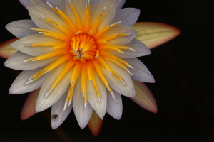 ST_R2996-Water-Lilly.jpg