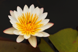 ST_R2997-Water-Lilly.jpg