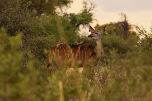 ST_R2807-Kudu-Oxpecker2.jpg