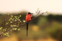 ST_R2947–Carmine-Bee-Eater.jpg