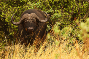 ST_R2778-Bueffel-Oxpecker.jpg